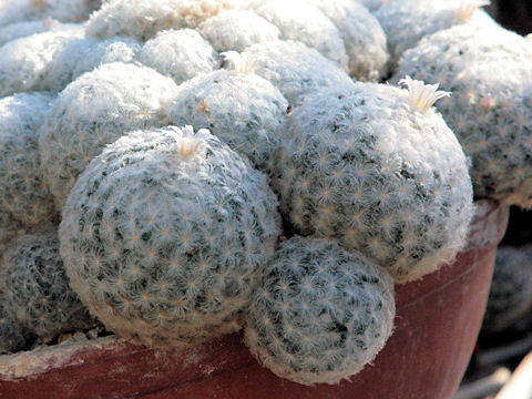 Mammillaria plumosa