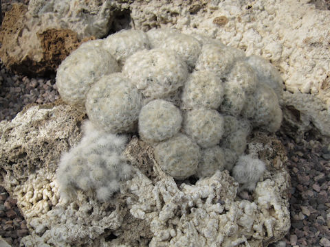 Mammillaria plumosa