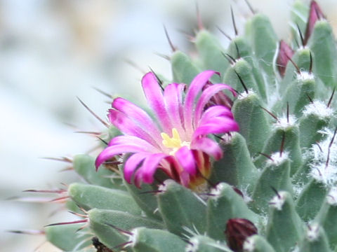 Mammillaria polythele