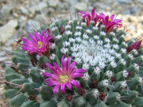 Mammillaria polythele