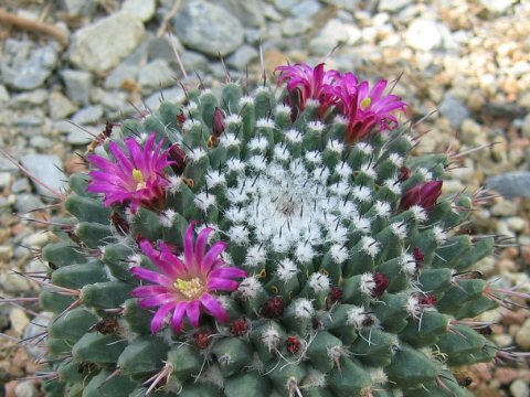 Mammillaria polythele