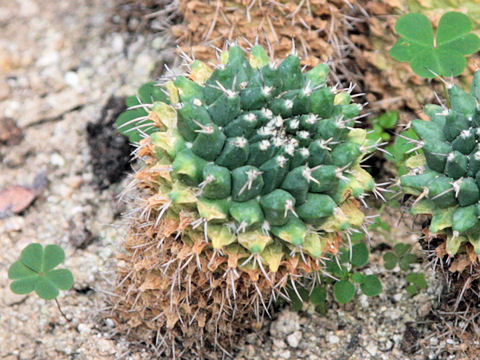 Mammillaria polythele