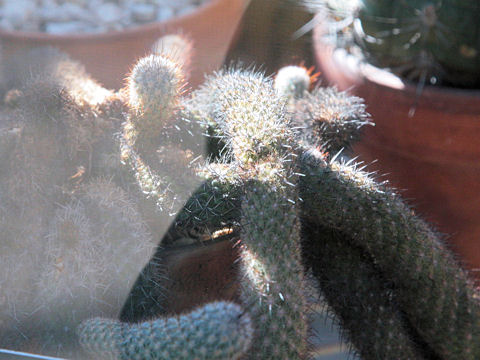 Mammillaria pottsii