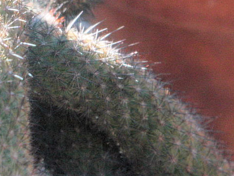 Mammillaria pottsii