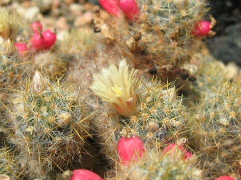 Mammillaria prolifera