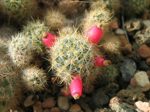 Mammillaria prolifera