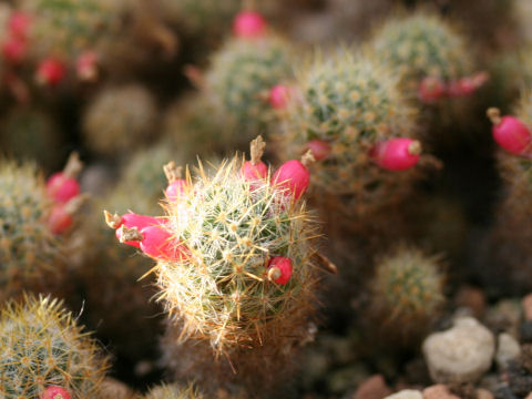 Mammillaria prolifera