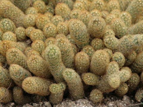 Mammillaria prolifera