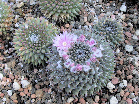 Mammillaria sempervivi