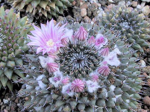 Mammillaria sempervivi