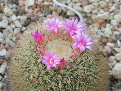 Mammillaria spinosissima