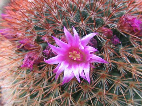 Mammillaria spinosissima