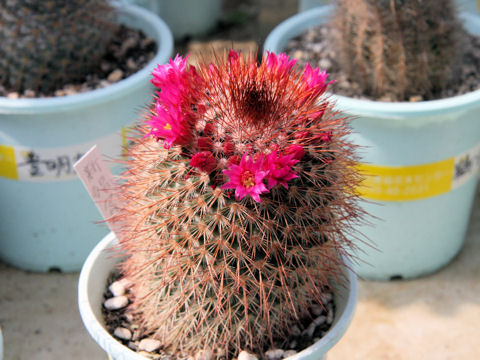 Mammillaria spinosissima