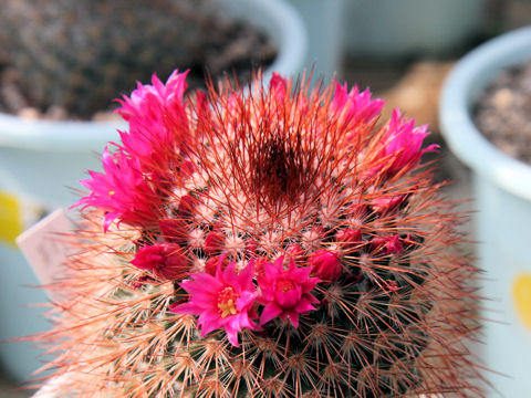 Mammillaria spinosissima