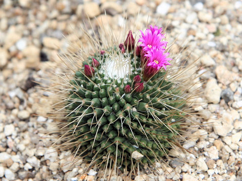 Mammillaria spinosissima cv. Pico