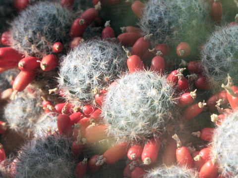 Mammillaria prolifera ssp. texana