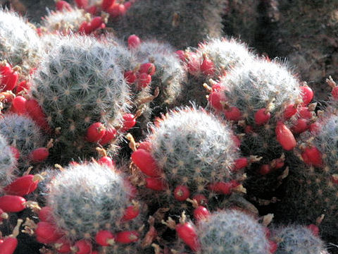 Mammillaria prolifera ssp. texana