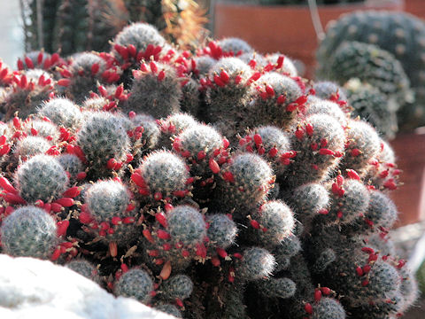 Mammillaria prolifera ssp. texana