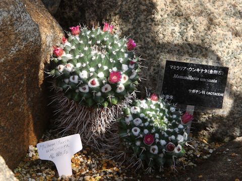 Mammillaria uncinata