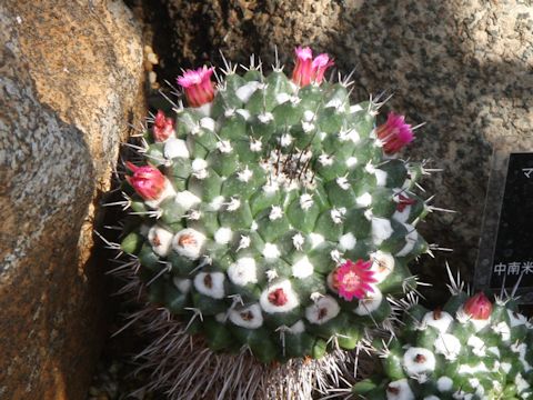 Mammillaria uncinata