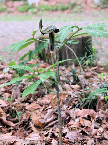 Arisaema serratu