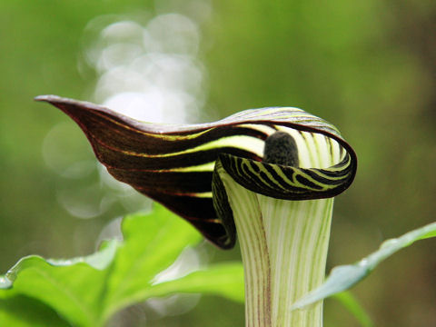 Arisaema serratu