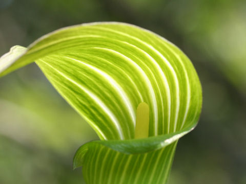 Arisaema serratu