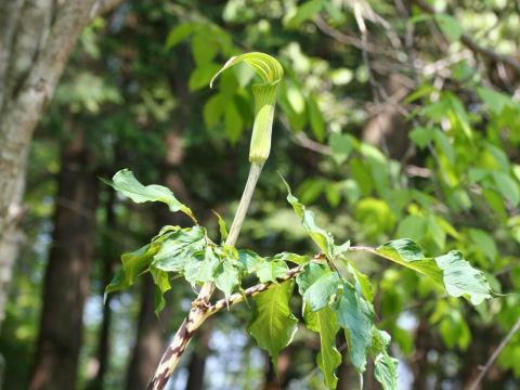 Arisaema serratu