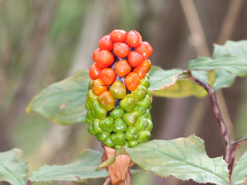 Arisaema serratu