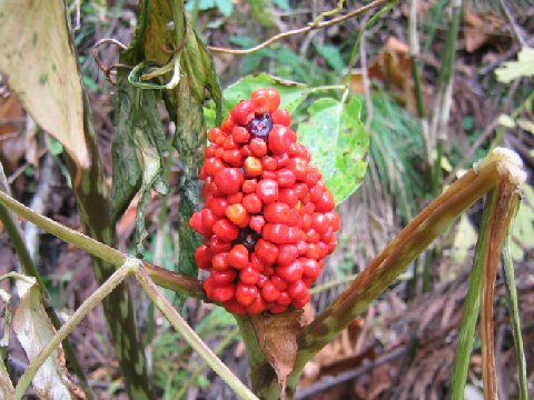 Arisaema serratu