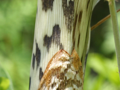 Arisaema serratu