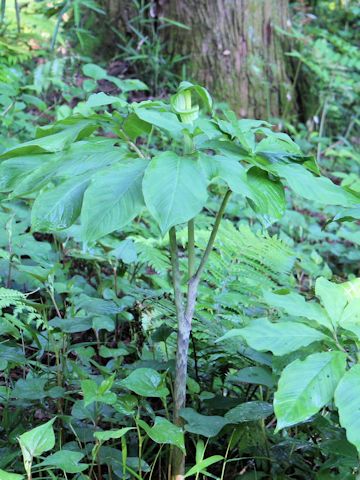 Arisaema serratu