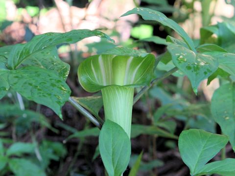 Arisaema serratu