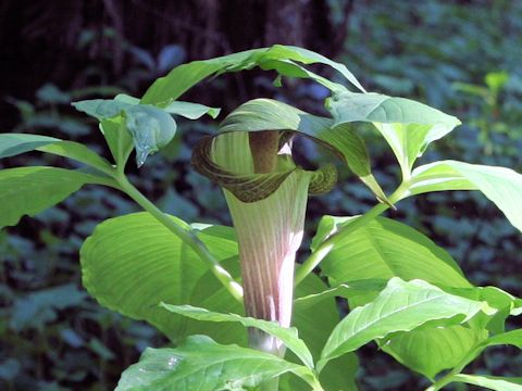 Arisaema serratu