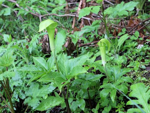 Arisaema serratu