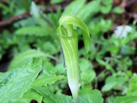 Arisaema serratu