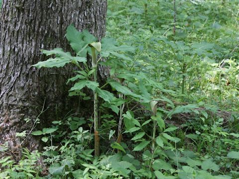 Arisaema serratu