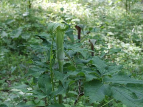 Arisaema serratu