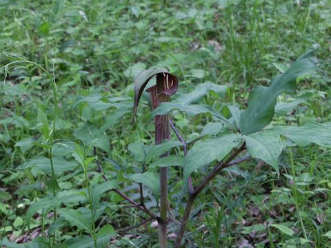 Arisaema serratu