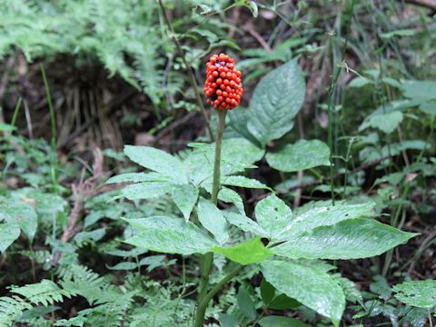 Arisaema serratu