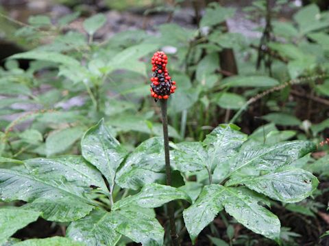 Arisaema serratu