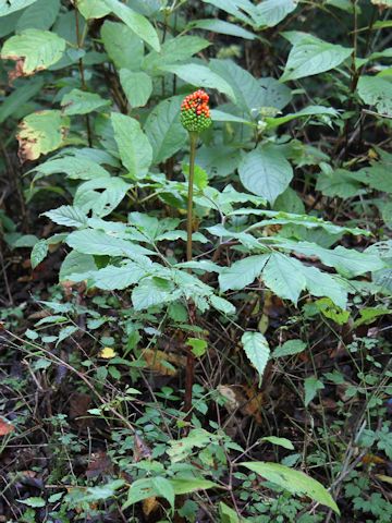 Arisaema serratu