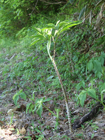 Arisaema serratu