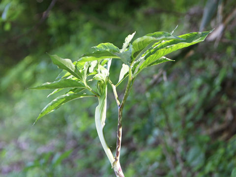 Arisaema serratu