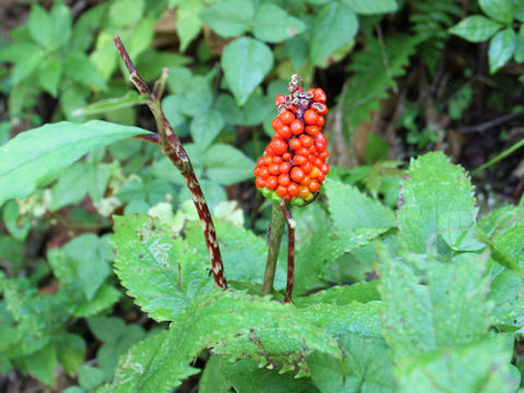 Arisaema serratu