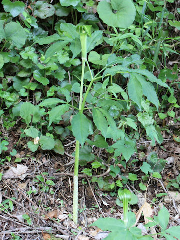 Arisaema serratu