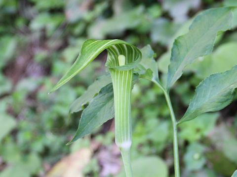 Arisaema serratu