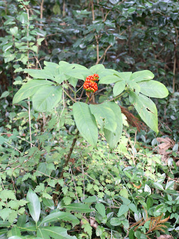 Arisaema serratu