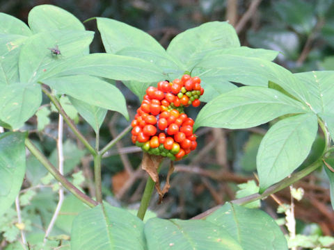 Arisaema serratu