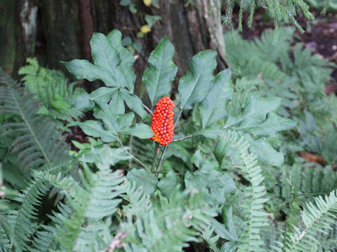 Arisaema serratu